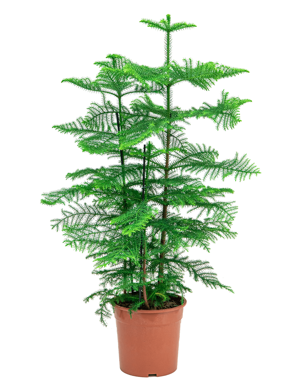 Verzorgingstips Araucaria